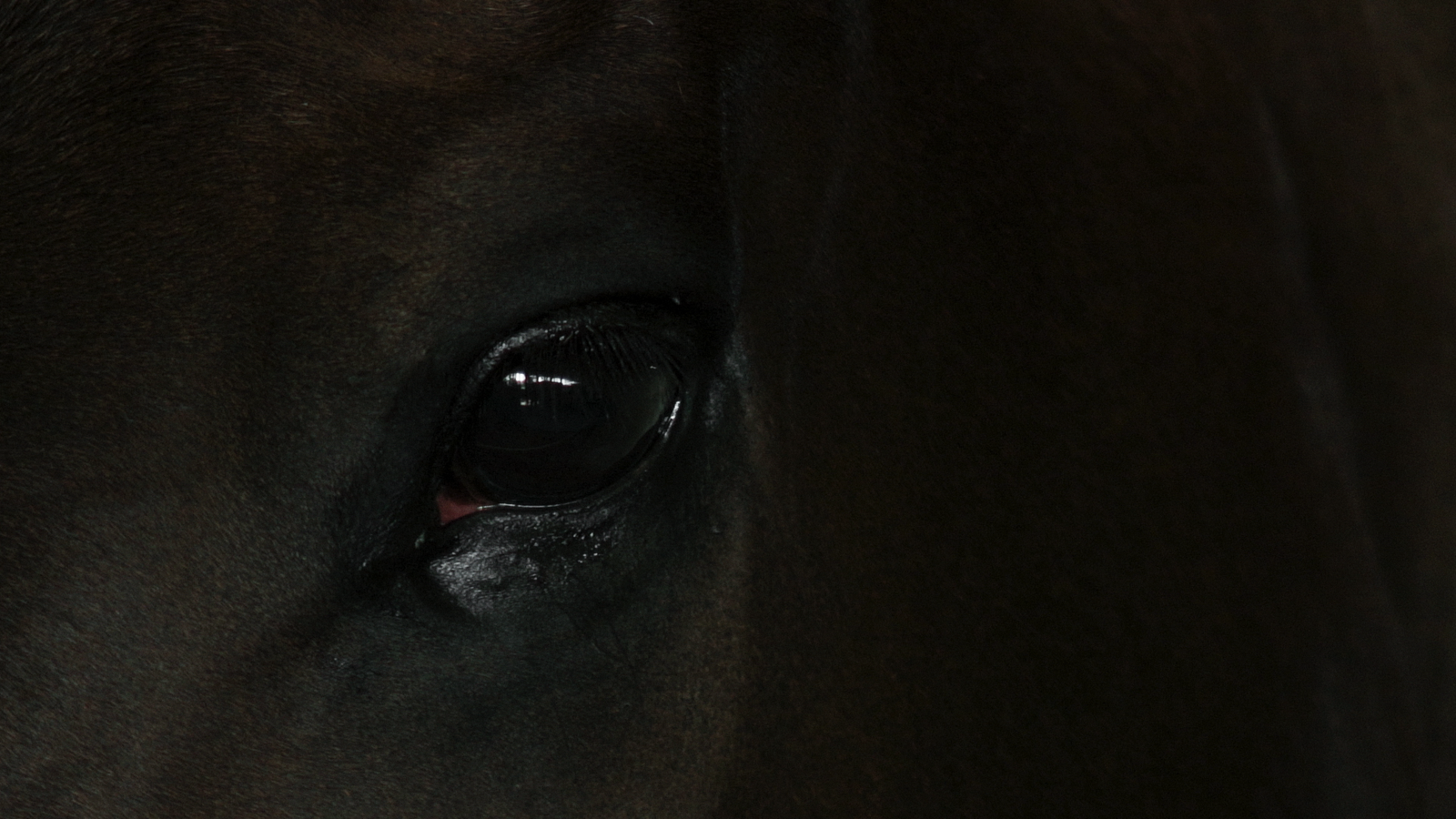 TRIPALIUM_still01_copyright_ChayinRujiratana (1)