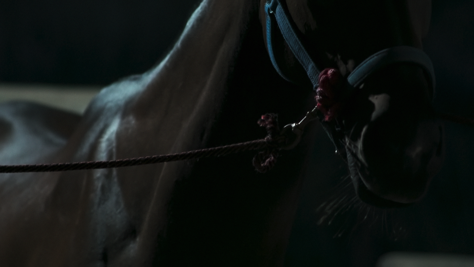 TRIPALIUM_still06_copyright_ChayinRujiratana